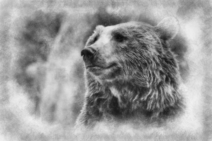 Obraz Niedźwiedź na szarym tle