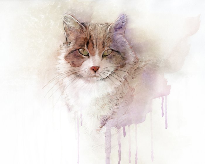 Obraz Akwarela z kotem
