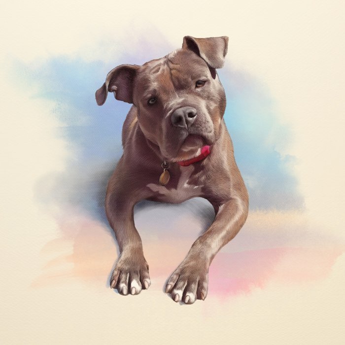 Obraz Pit Bull Terrier